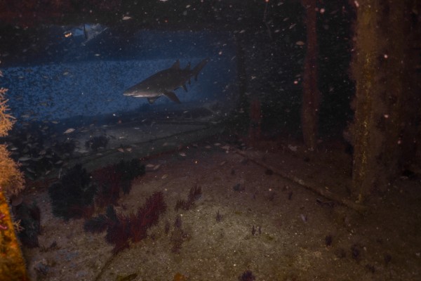 Weck Dive Shark by Michael Brown